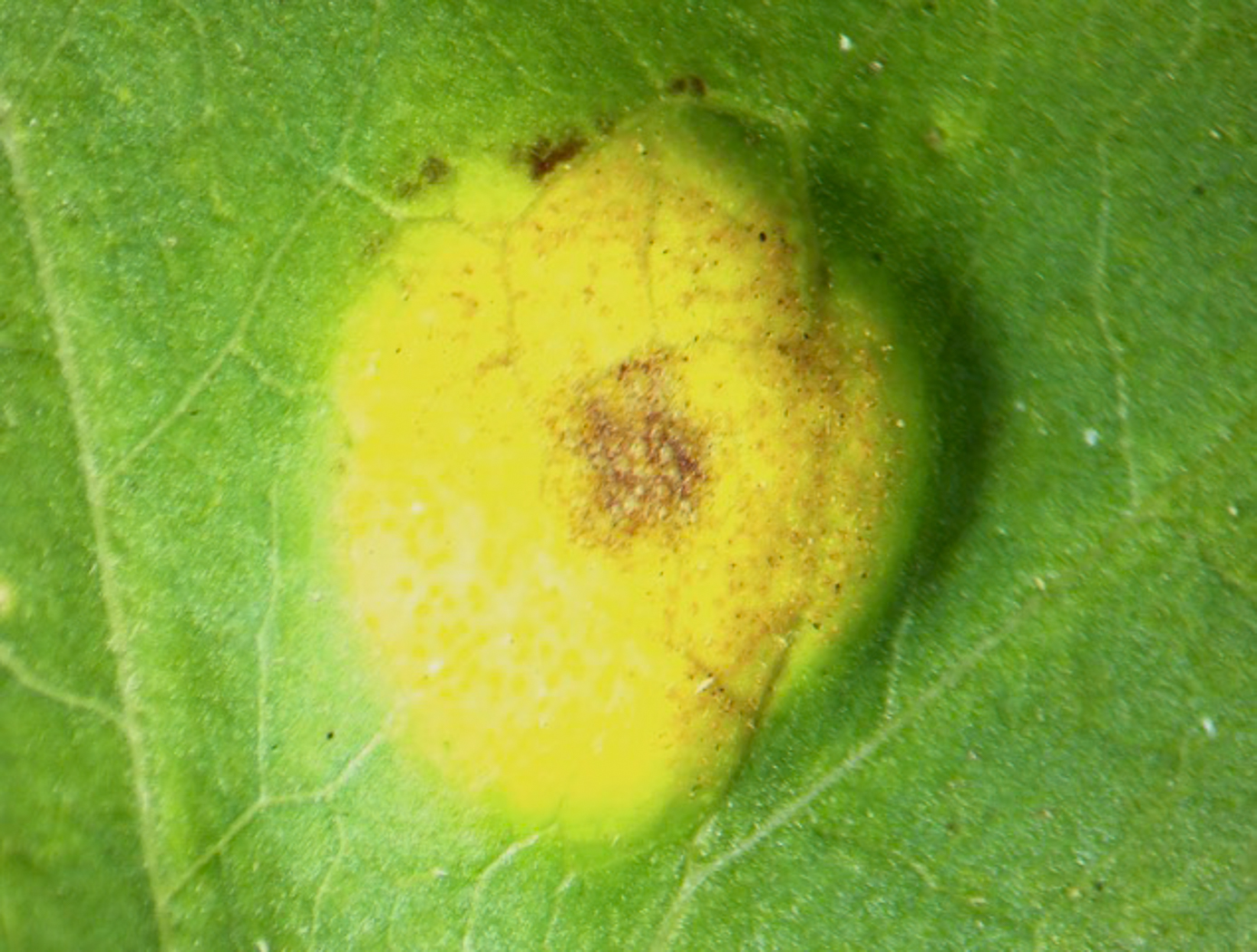 Photo © Bob Simpson Puccinia convolvuli by Bob Simpson